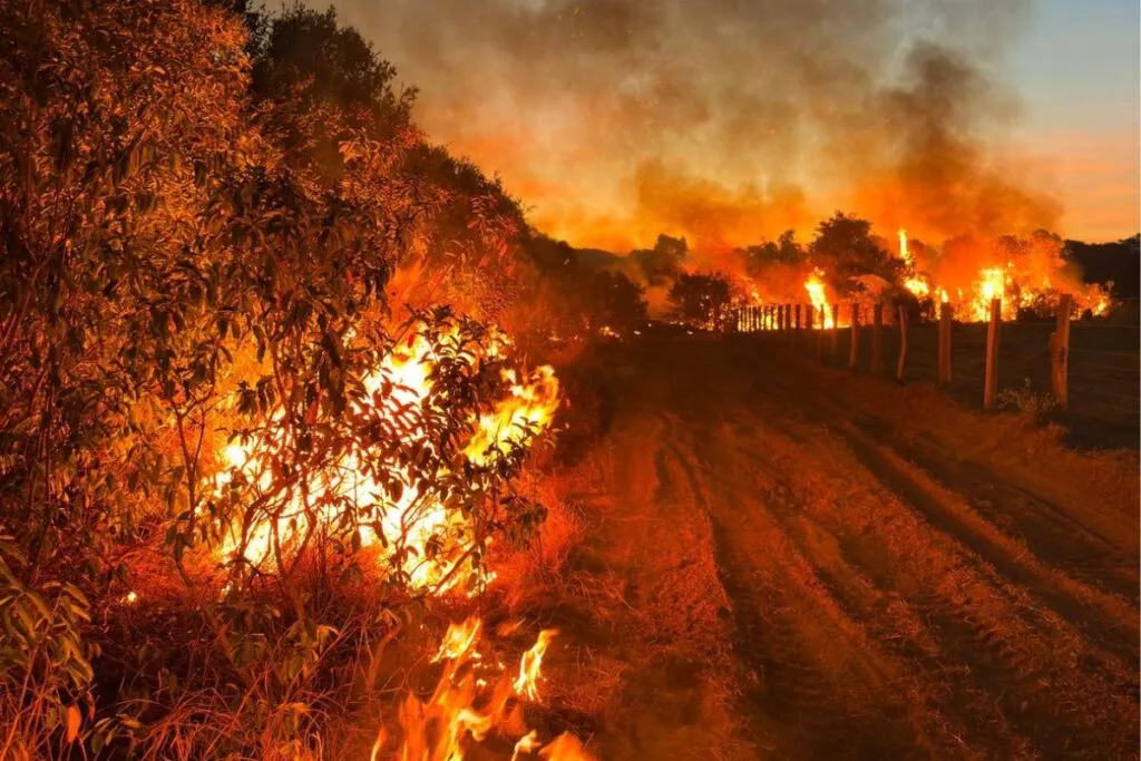 Incêndios em vegetação na região do Pantanal (Foto: Divulgação)