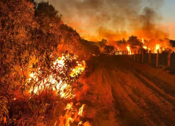 Incêndios em vegetação na região do Pantanal (Foto: Divulgação)