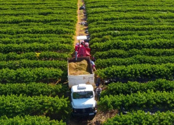 Linha de crédito oferece até R$ 1,5 milhão para pequenos produtores em Mato Grosso. (Foto: Christiano Antonucci)