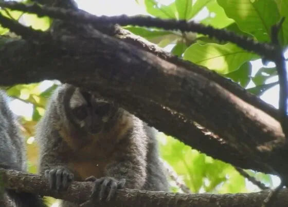 O macaco-prego (Foto: Reprodução/ TV Morena