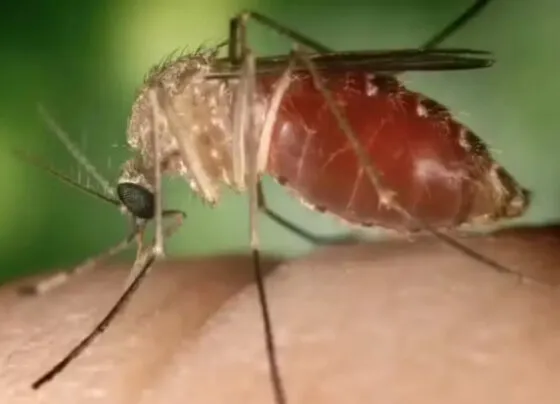 Mosquito transmissor da Febre Oropouche (Foto: Reprodução/SES)