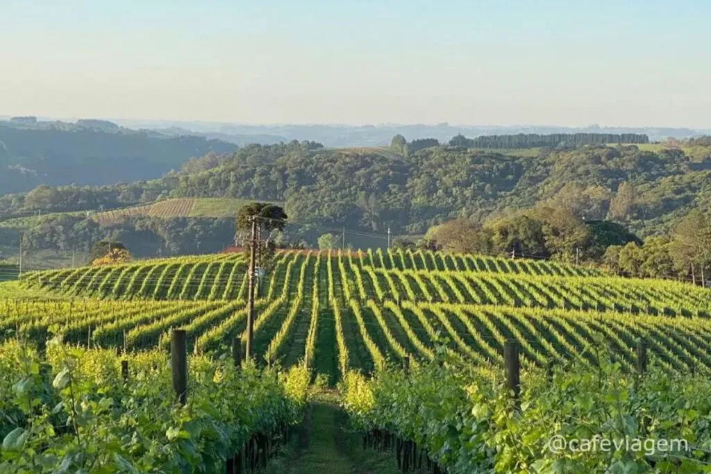 regiao pinto bandeira vinho @cafeviagem