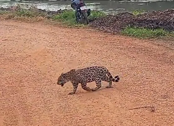 Onça-pintada