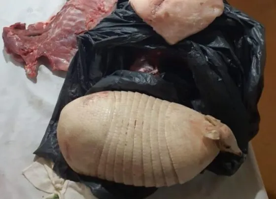 Homem é preso com quase 11 kg de pescado e carnes de animais silvestres em MT. (Foto: Reprodução)