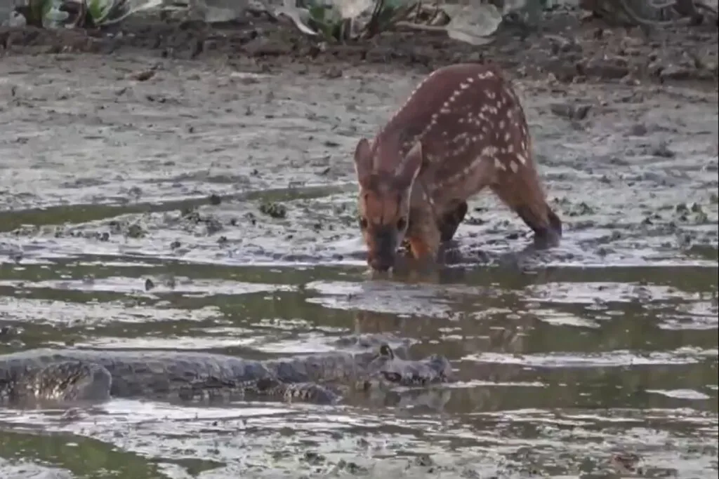 veado risco jacare pantanal mt pocone