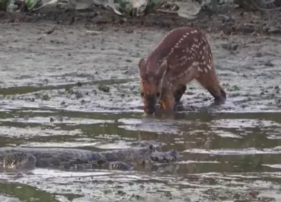 veado risco jacare pantanal mt pocone