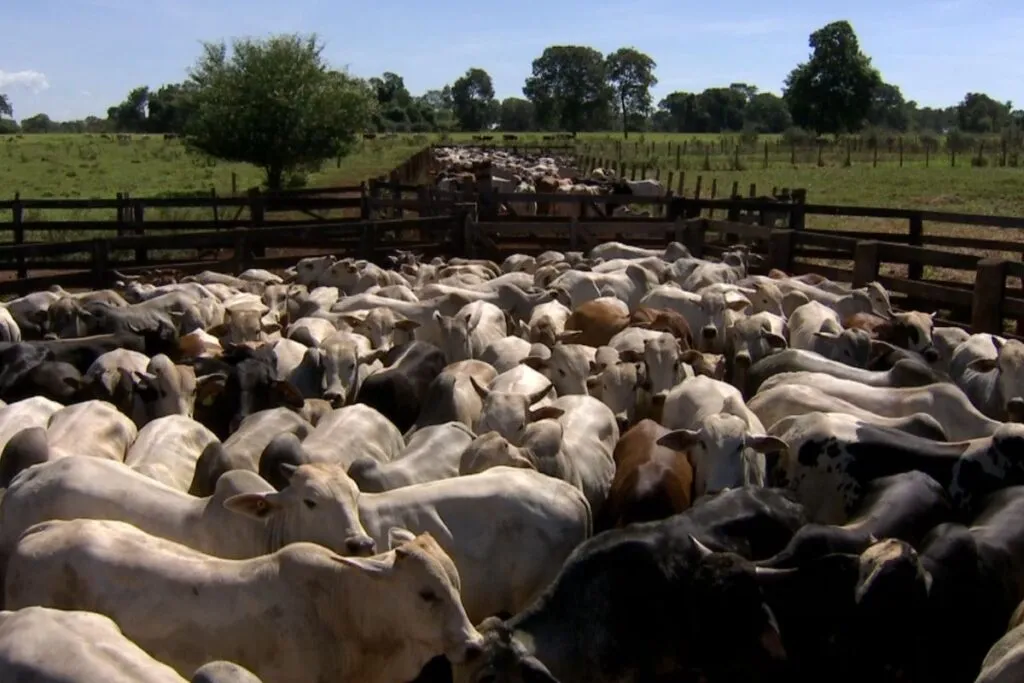 Rebanho bovino (Foto: TV Morena/Arquivo)