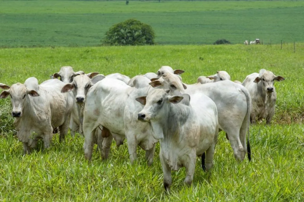 Febre Aftosa: MT está fora da 1ª etapa e não precisa aplicar vacina em rebanho