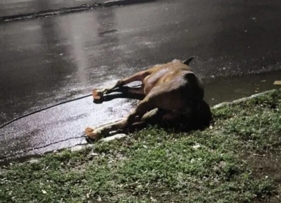 O corpo do animal ficou na via e foi sinalizado por cones