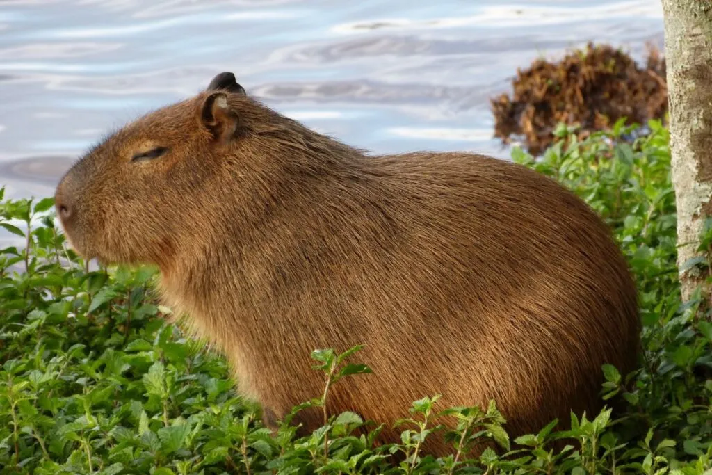 A imagem mostra uma capivara dormindo próxima a um rio.