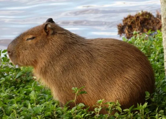 A imagem mostra uma capivara dormindo próxima a um rio.