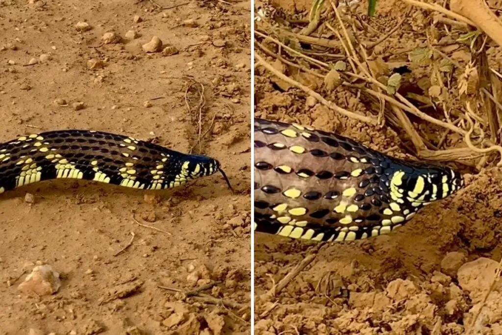 fotos mostram antes e depois da cobra caninana inflar papo e se esticar durante mecanismo de defesa