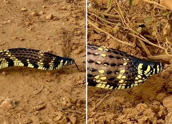 fotos mostram antes e depois da cobra caninana inflar papo e se esticar durante mecanismo de defesa