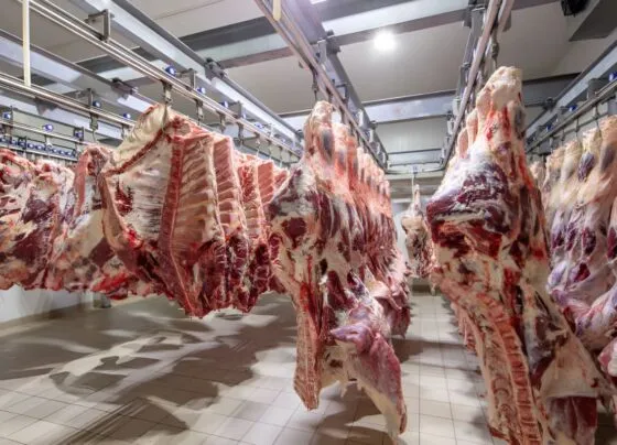 Imagem mostra carne bovina pendurada em frigorico.