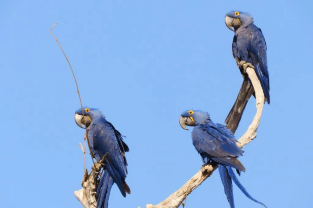 (Foto: Reprodução/ Instituto Arara Azul)