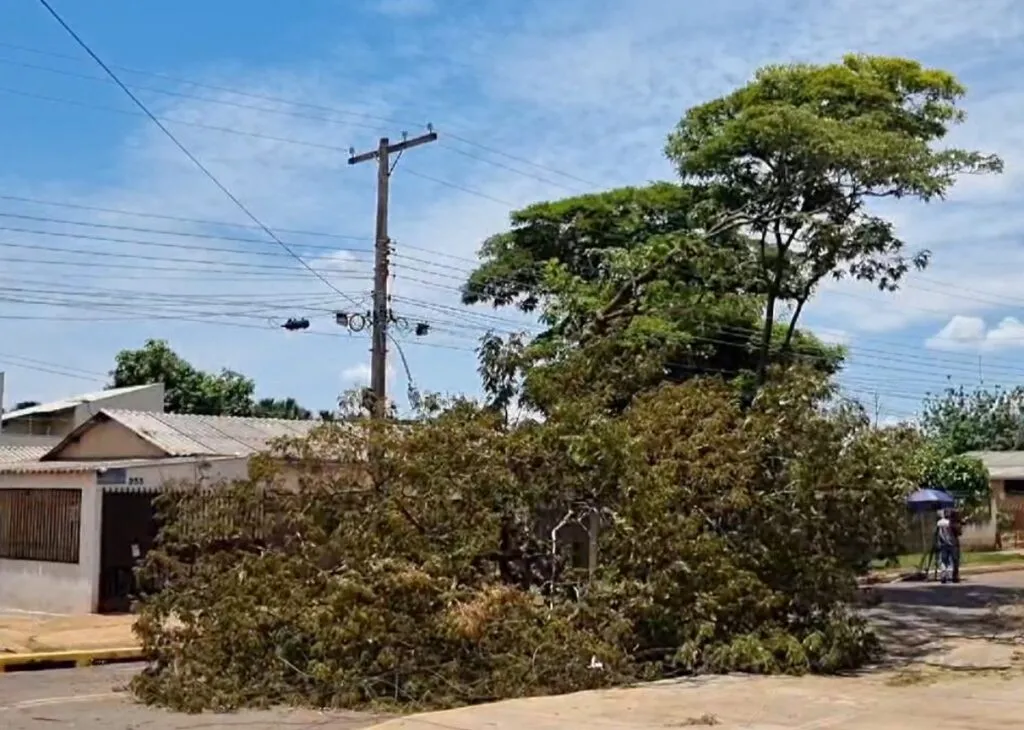 De longe é possível ver que árvore toma conta de toda a rua, na Vila Popular (Foto: Felipe Ribeiro)