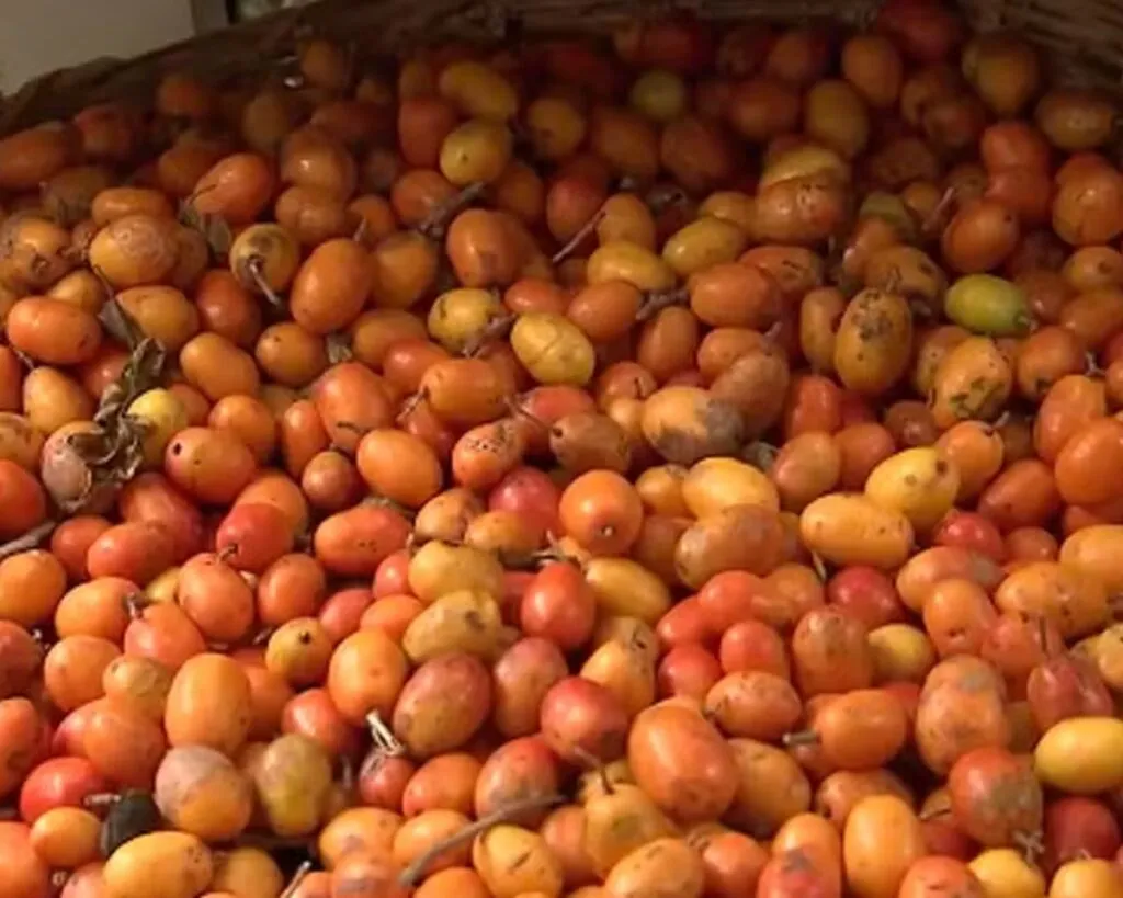 Seriguela, fruta (Foto: Reprodução)