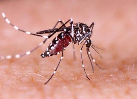 dengue mosquito