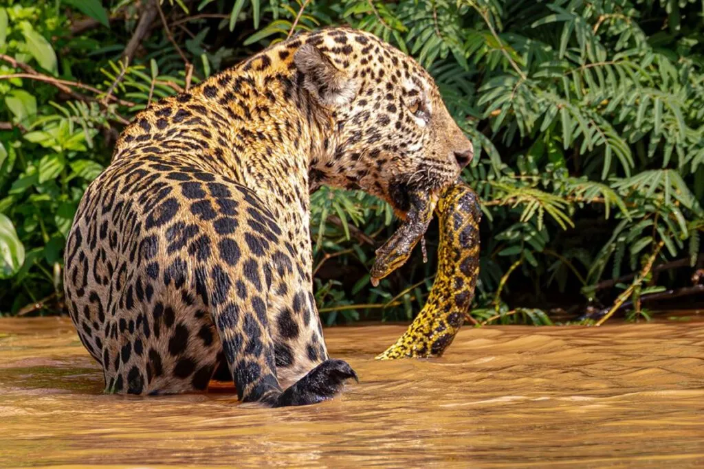 Foto mostra onça-pintada com cobra sucuri amarela na boca.