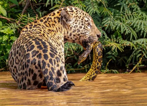 Foto mostra onça-pintada com cobra sucuri amarela na boca.