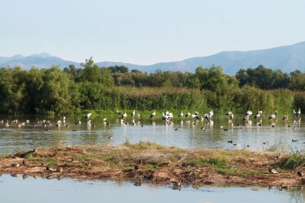 Aves em meio à área alagada no Pantanal