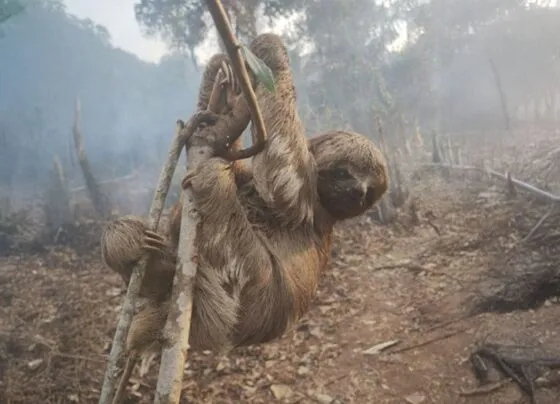 CNN Brasil