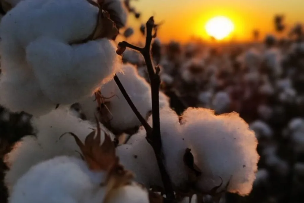 Imagem mostra plantação de algodão em Mato Grosso