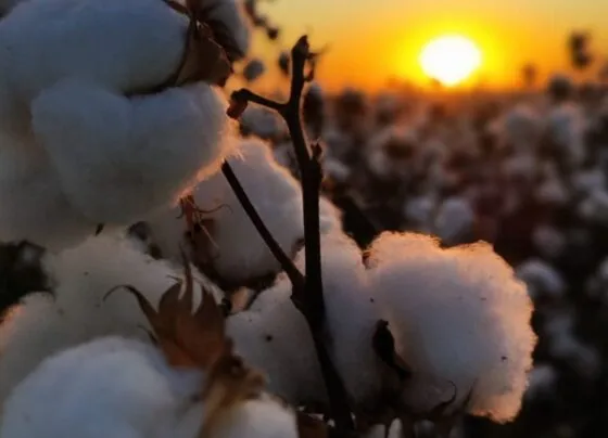 Imagem mostra plantação de algodão em Mato Grosso