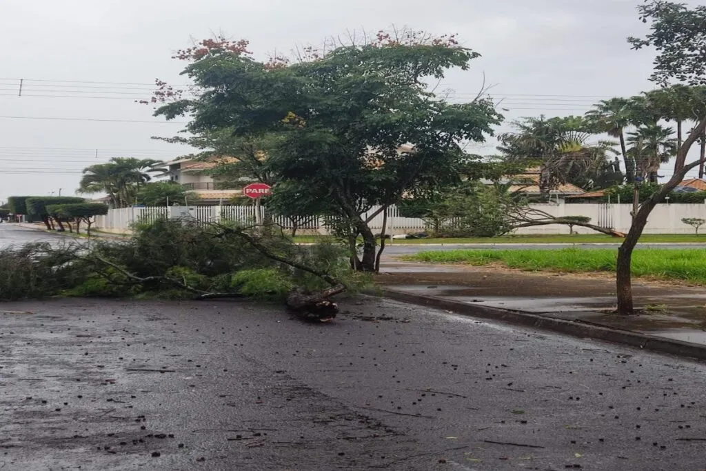 Árvores caíram devido à força do vento em Chapadão do Sul