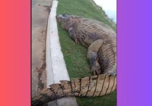 Empresário publica vídeo tocando em jacaré em Cuiabá