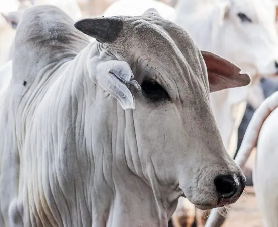 A campanha começou a ser realizada em substituição a vacinação contra a febre aftosa. Além da parte bovina, a campanha abrange também os criadores de búfalos, aves e suínos.